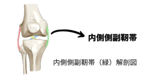 膝内側側副靭帯解剖図