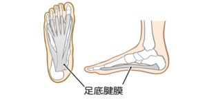 足底腱膜解剖