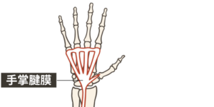 手掌腱膜解剖図