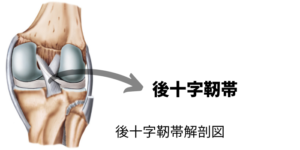 膝後十字靭帯解剖図